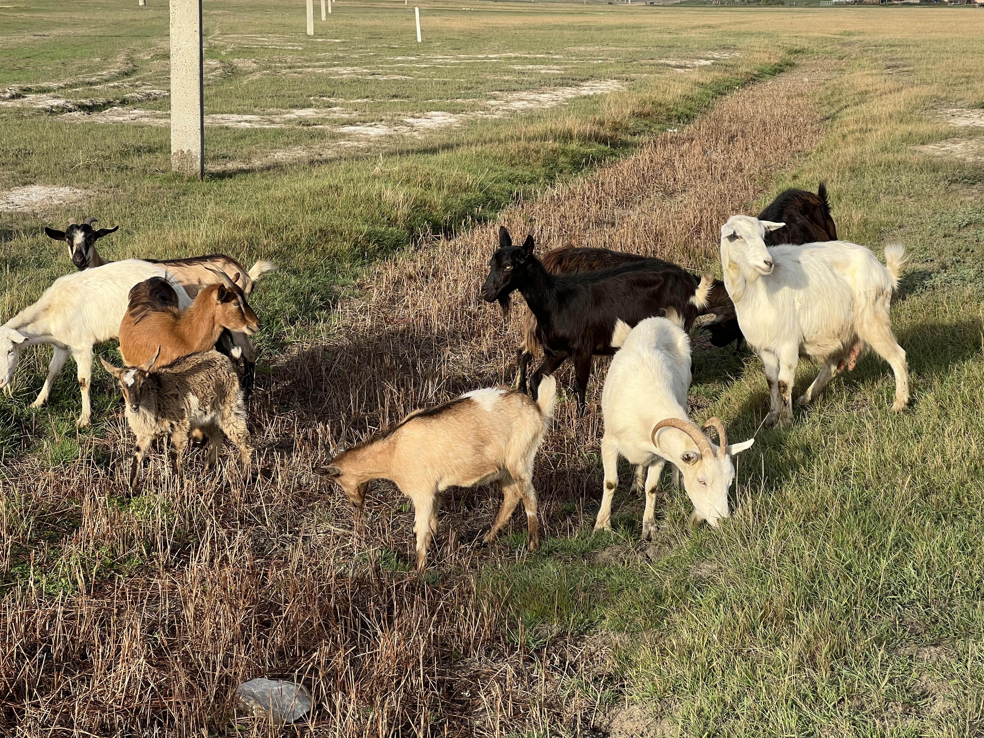 Goats grazing on the dry Ciuluc river in Bursuceni.